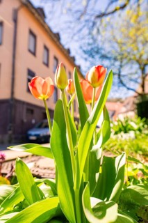 Blooming tulips dominate the foreground in front of a residential building in a bright spring