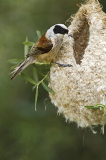 Eurasian Penduline Tit (Remiz pendulinus) male, Castile, Spain
