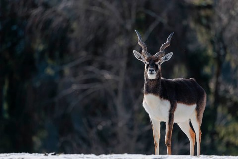 A male blackbuck (Antilope cervicapra) stands in a snow covered meadow on a sunny morning, backlit