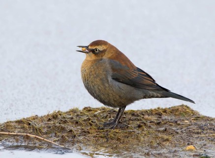 Rusty Blackbird, Euphagus carolinus, in winter plumage, at Broderick, Saskatchewan