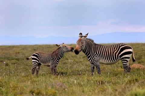 Cape Mountain Zebra (Equus zebra), adult, female, mother, juvenile, social behaviour, Mountain