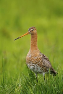 Black-tailed Godwit (Limosa limosa), Netherlands