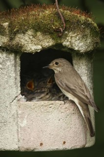 Spotted Flycatcher (Muscicapa striata) chick, Lower Saxony, Germany