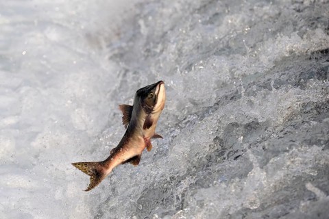 Humpback salmon (Oncorhynchus gorbuscha) jumping over a waterfall, Prince William Sound