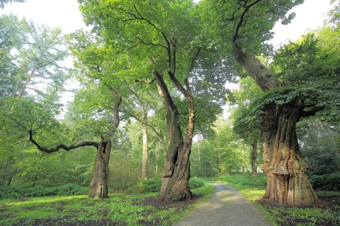Three ancient sweet chestnut trees (Castanea sativa), old gnarled tree shapes as a natural