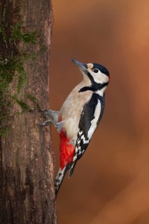 Great spotted woodpecker (Dendrocopos major) adult bird on a tree trunk in a woodland, England,