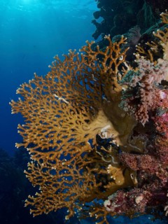 Net fire coral (Millepora dichotoma), backlit net fire coral, sun rays. Dive site Sataya Reef, Red