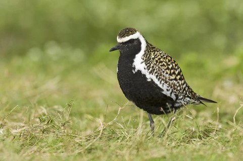 Pacific Golden Plover (Pluvialis fulva), Hawaii, USA