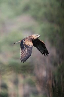 Red Kite (Milvus milvus) juvenile flying, Hesse, Germany