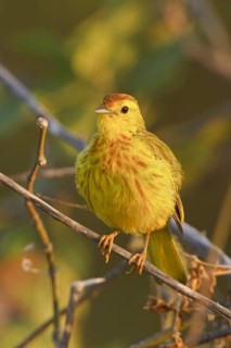 Mangrove Warbler (Setophaga petechia erithachorides), Ecuador