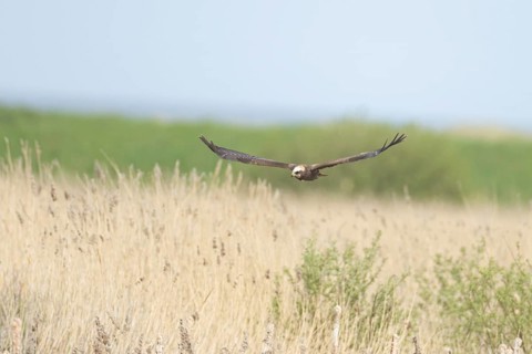 Marsh harrier (Circus aeruginosus) adult raptor bird of prey in flight over a reedbed, RSPB