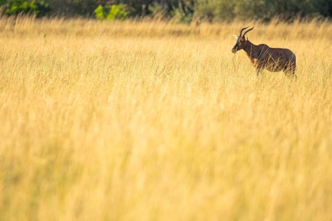 A lone Topi antelope emerges in a sea of golden grass under the warm light of the savannah,