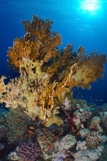 Lattice fire coral (Millepora dichotoma)