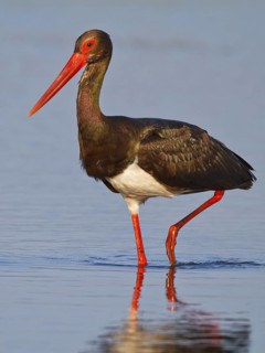 Black Stork (Ciconia nigra) foraging, Greece