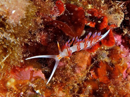 Travelling thread snail (Cratena peregrina)