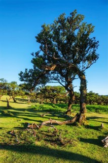 Centuries-old til trees in fantastic magical idyllic Fanal Laurisilva forest on sunset. Madeira