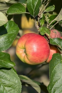 Apple (Malus domestica 'Danziger Kantapfel'), ZALF Müncheberg, Germany