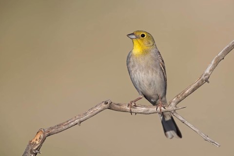 Turkey Bunting, (Emberiza cineracea), animals, birds, biotope, perch, bunting family, Lesvos,