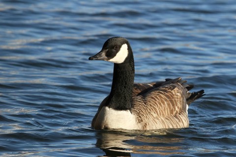Canada Goose (Branta canadensis) male, Lower Saxony, Germany