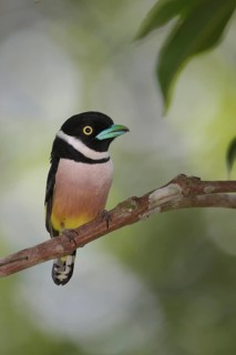 Black-and-yellow Broadbill (Eurylaimus ochromalus), Trang, Thailand