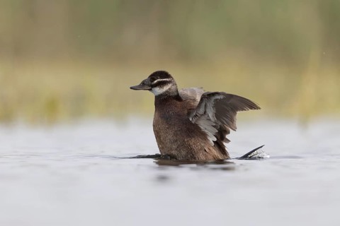 White-headed Duck (Oxyura leucocephala) female flapping, Spain
