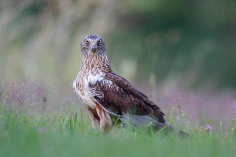Western Marsh Harrier (Circus aeruginosus) male on grassland, Poland