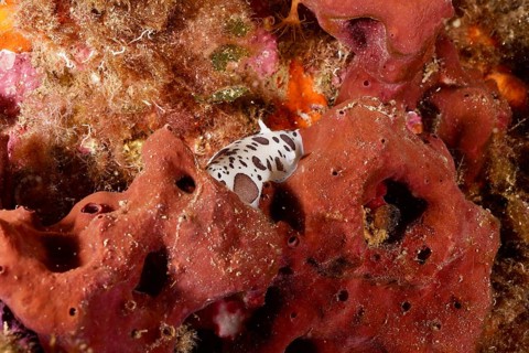 Fig sponge (Petrosia ficiformis), dive site peninsula Giens, Mediterranean Sea, Porquerolles,