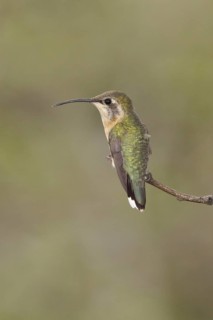 Purple-collared Woodstar (Myrtis fanny) female perched on a branch, Ecuador