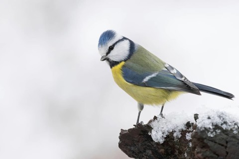 Eurasian Blue Tit (Cyanistes caeruleus), Lower Saxony, Germany