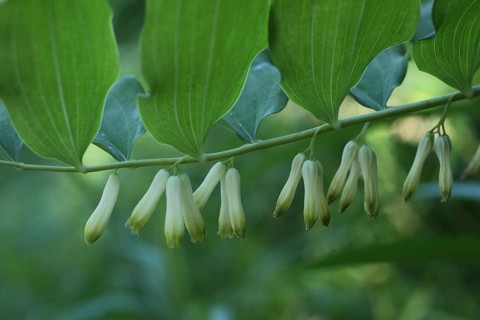 Polygonatum multiflorum, buds hanging down, Liliental, Kaiserstuhl, Baden-Württemberg, Germany