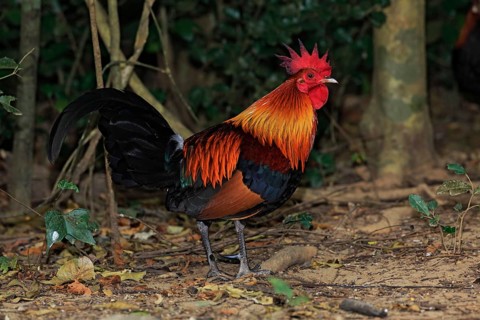 Red Junglefowl (Gallus gallus) male, Kaeng Krachan, Thailand