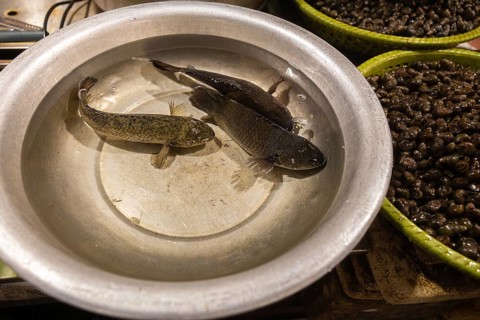Fresh fish resting in a metal bowl at a vietnamese eco market, alongside baskets of snails. This