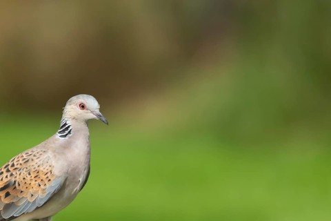 Turtle dove (Streptopelia turtur) adult bird head portrait in summer, England, United Kingdom