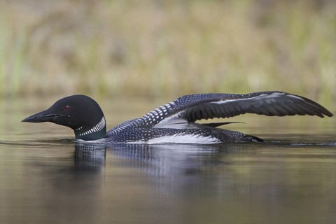 Great Northern Loon (Gavia immer), British Columbia, Canada