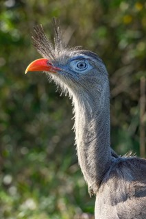 Red-legged seriema (Cariama cristata) at the breeding station of the Conservation Land Trust at the