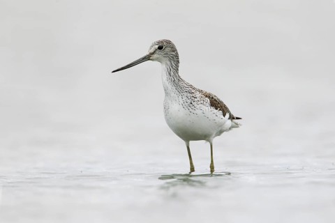 Common Greenshank (Tringa nebularia), Victoria, Australia