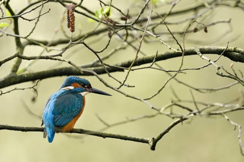 Common Kingfisher (Alcedo atthis) male perched on a branch, North Rhine-Westphalia, Germany