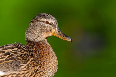 Mallard, Anas platyrhynchos, Canard colvert, Azulón, Rosensteinpark, Stuttgart, Baden-Württemberg,