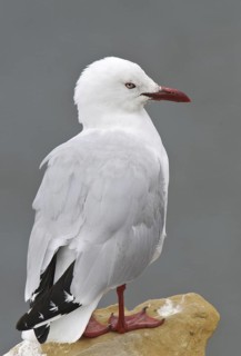 Silver Gull (Chroicocephalus novaehollandiae scopulinus), New Zealand