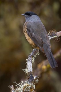 Bay-vented Cotinga (Doliornis sclateri), Bosque Unchog Reserve, Peru