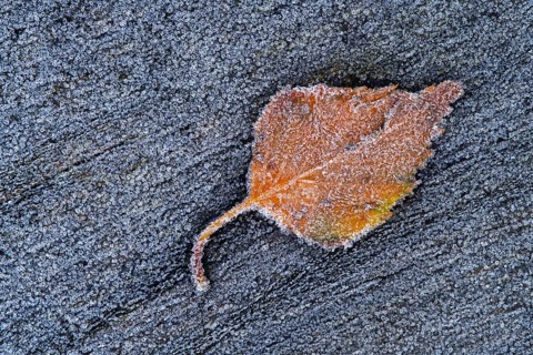 Birch leaf in hoarfrost, Goldenstedt, Lower Saxony, Germany