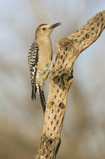 Gila Woodpecker (Melanerpes uropygialis), Arizona, USA