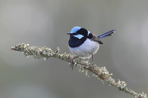 Superb Fairywren (Malurus cyaneus cyanochlamys) male perched on a branch, Victoria, Australia