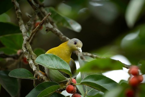 Yellow-footed green pigeon (Treron phoenicopterus) in a banyan tree, Sreepur, Gazipur, bangladesh