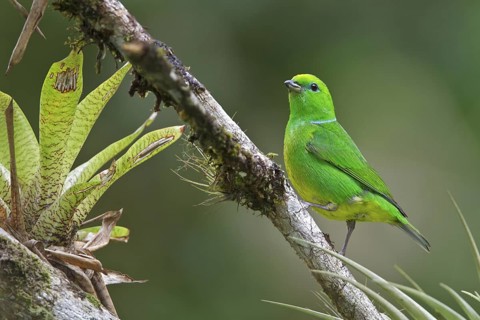 Golden-browed Clorophonia (Chlorophonia callophrys) perched on a branch in Costa Rica, Central