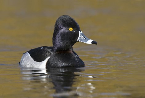 Ring-necked Duck (Aythya collaris) male, British Columbia, Canada