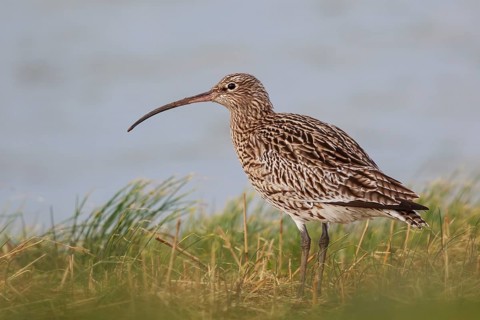 Eurasian Curlew (Numenius arquata), Netherlands
