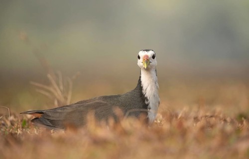 A white-breasted waterhen (Amaurornis phoenicurus), Sreepeur, Gazipur