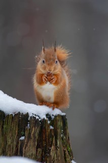 Red squirrel (Sciurus vulgaris) adult animal feeding on a nut on a tree stump covered in snow in