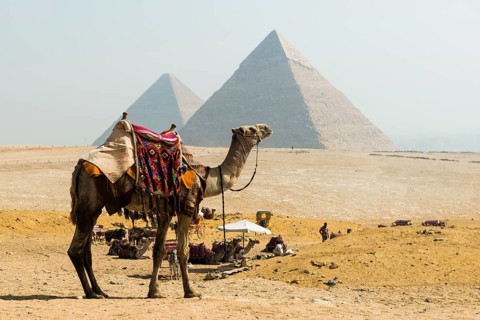 Camels and pyramids, Giza pyramids, UNESCO World Heritage Site, Giza, Cairo, Egypt